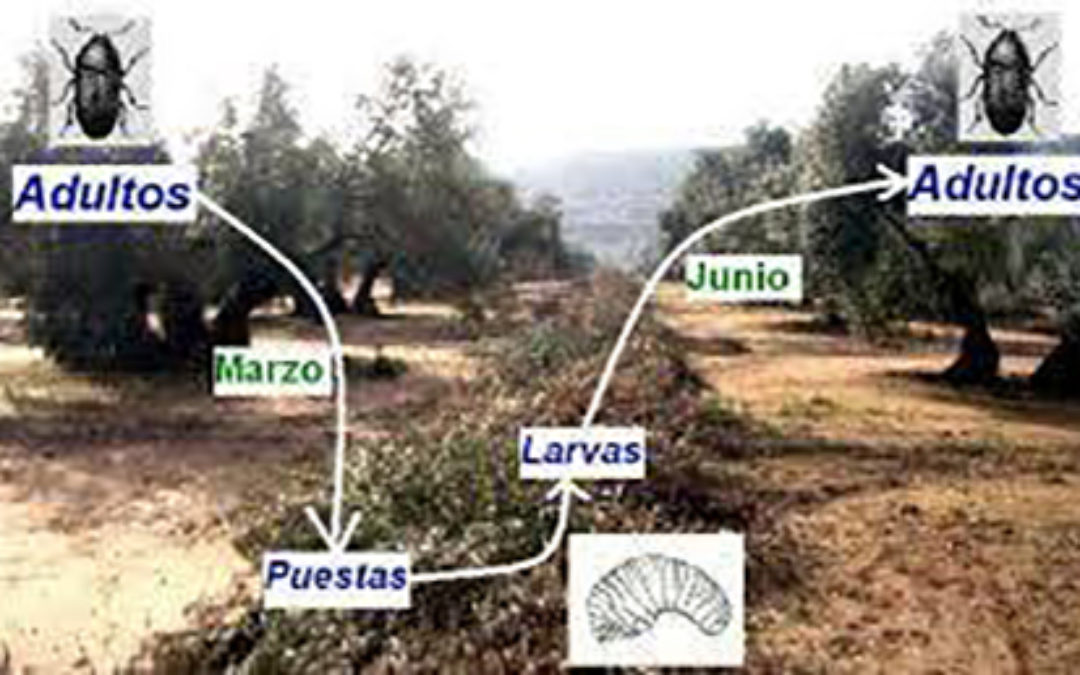 NORMAS DE PREVENCIÓN DE LA PROPAGACIÓN DE «BARRENILLO», «PULGÓN» O «PALOMILLA» DEL OLIVO